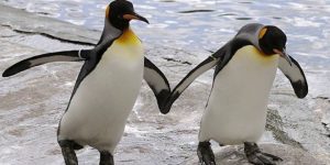 Homosexuality in Nature